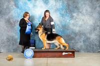 German Shepherd Dog #14 Thur G1 Judge Elizabeth Muthard