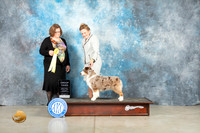 Miniature American Shepherd #6 Thur G3 Judge Elizabeth Muthard