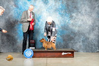 Norwich Terrier #7 Thur G2 Judge Jon Cole