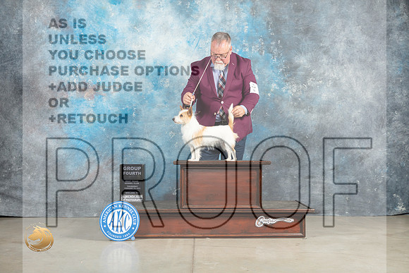 Portuguese Podengo Pequeno #6 Thur G4 Judge Elizardo Valadez_MJ_0452_Midland2023_HR3