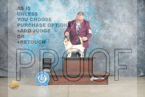 Portuguese Podengo Pequeno #6 Thur G4 Judge Elizardo Valadez_MJ_0453_Midland2023_HR3