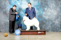 Samoyed #7 Thur G1 Judge Charles Olvis