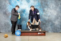 Basset Hound #5 OHRBIS Judge Charles Olvis
