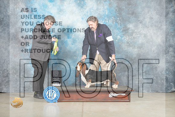 Basset Hound #5 OHRBIS Judge Charles Olvis_MJ_0594_Midland2023_HR3