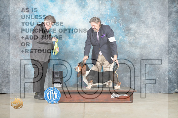 Basset Hound #5 OHRBIS Judge Charles Olvis_MJ_0595_Midland2023_HR3