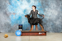 Black and Tan Coonhound #7 Thur BOB Judge Elizabeth Muthard