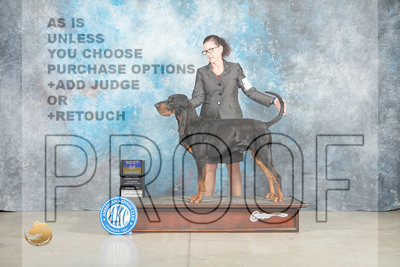 Black and Tan Coonhound #7 Thur BOB Judge Elizabeth Muthard _MJ_0565_Midland2023_HR3