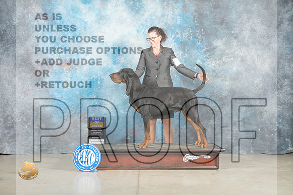 Black and Tan Coonhound #7 Thur BOB Judge Elizabeth Muthard _MJ_0567_Midland2023_HR3