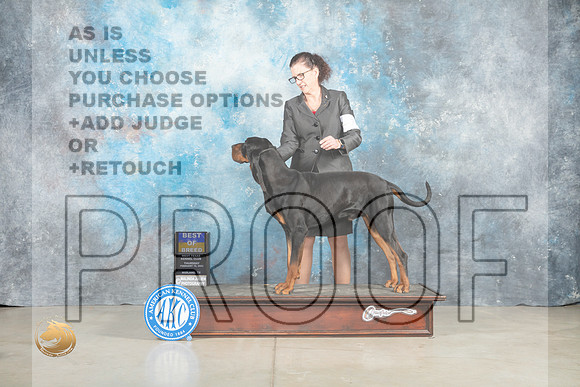 Black and Tan Coonhound #7 Thur BOB Judge Elizabeth Muthard _MJ_0566_Midland2023_HR3