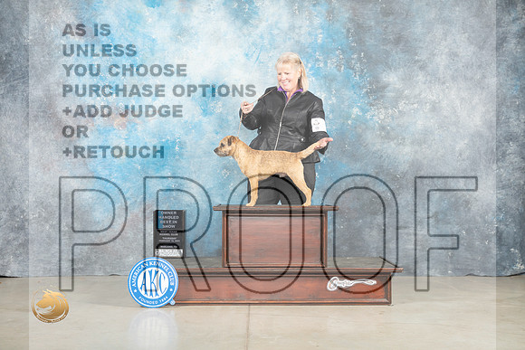 Border Terrier #5 Thur OHBIS Judge Charles Olvis G4 Jon Cole_MJ_0632_Midland2023_HR3