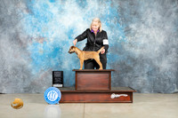 Border Terrier #7 Thur PG1 Judge Sherry Patton