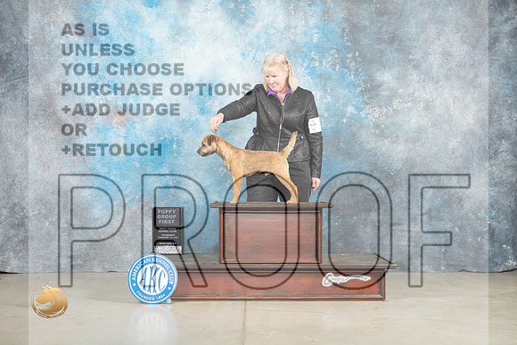 Border Terrier #7 Thur PG1 Judge Sherry Patton_MJ_0640_Midland2023_HR3