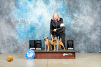 Border Terriers #5 & #7 Thurs