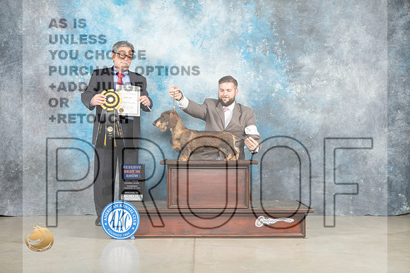 Dachshund Wirehaired #18 Thur RBIS Judge Elizardo Valadez_MJ_0591_Midland2023_HR3