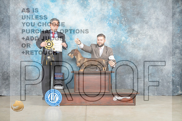 Dachshund Wirehaired #18 Thur RBIS Judge Elizardo Valadez_MJ_0590_Midland2023_HR3