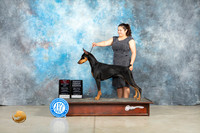 Doberman Pinscher #8 Thur BOSOHG4 Judge Sherry Patton