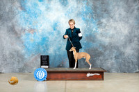 Italian Greyhound #5 Thur OHG1 Judge Judith Brown