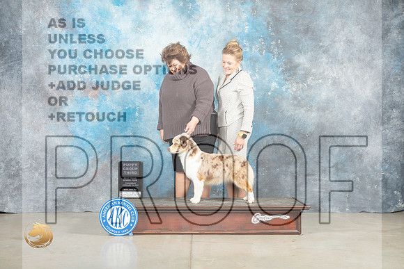 Miniature American Shepherd #8 Thur PG3 Judge Sherry Patton_MJ_0574_Midland2023_HR3