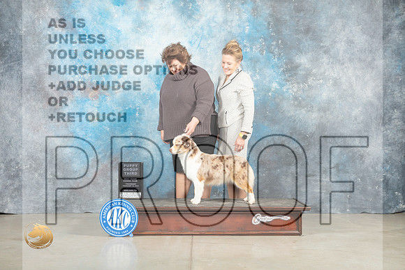 Miniature American Shepherd #8 Thur PG3 Judge Sherry Patton_MJ_0576_Midland2023_HR3