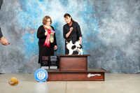 Papillon #16 Thur G2Ch Judge Elizabeth Muthard