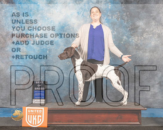 German Shorthaired Pointer #146 Sat2 Judge David Arthur_MMJ_6740_Addison2022_HR3