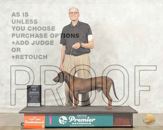Bavarian Mountain Scent Hound #853 Thurs BOB Judge Diana Brumbaugh__MJ_7220_Premier_2022_HR3