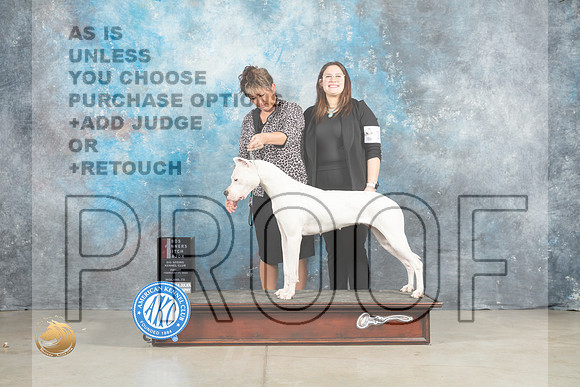 Dogo Argentino #14 Fri BOSWBM Judge Judith Brown_MJ_0682_Midland2023_HR3