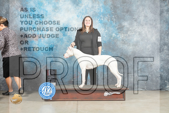 Dogo Argentino #14 Fri BOSWBM Judge Judith Brown_MJ_0681_Midland2023_HR3