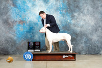 Dogo Argentino #5 Fri BOBOHBOB Judge Judith Brown