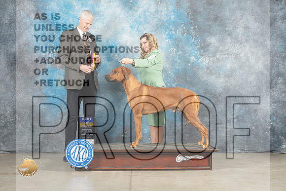 Rhodesian Ridgeback #11 Fri BOB Judge Jon Cole_MJ_0688_Midland2023_HR3