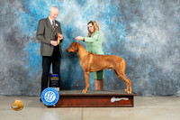 Rhodesian Ridgeback #11 Fri BOB Judge Jon Cole