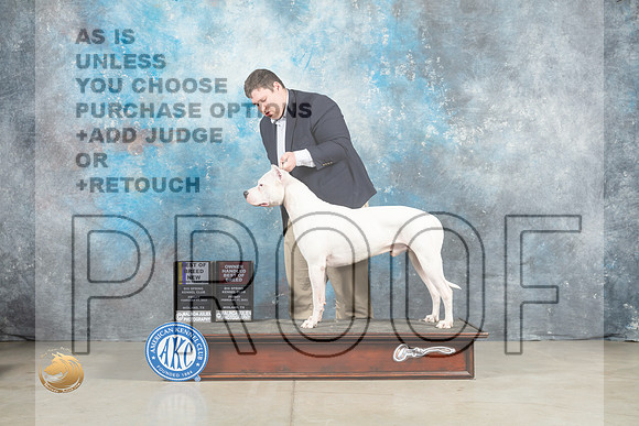 Dogo Argentino #5 Fri BOBOHBOB Judge Judith Brown_MJ_0679_Midland2023_HR3