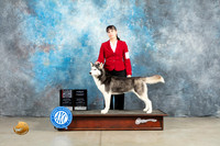 Siberian Husky #8 Fri WBBOS Judge Judith Brown