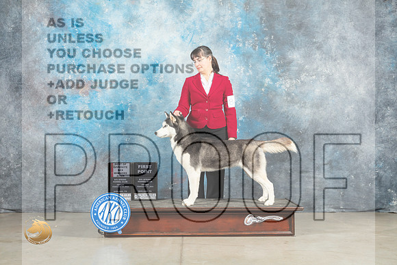 Siberian Husky #8 Fri WBBOS Judge Judith Brown_MJ_0692_Midland2023_HR3