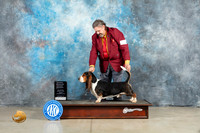 Basset Hound #5 Fri OHG4 Judge Elizardo Valadez