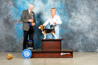 Beagle 15" #12 Fri BOBM Judge Jon Cole