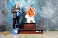 Bichon Frise #15 Fri G1 Judge Jon Cole