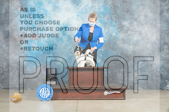 Biewer Terrier #9 Fri BOBBOWM Judge Judith Brown_MJ_0917_Midland2023_HR3