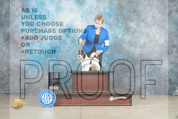 Biewer Terrier #9 Fri BOBBOWM Judge Judith Brown_MJ_0921_Midland2023_HR3