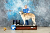Borzoi #7 Fri WDMBBECh Judge Jon Cole