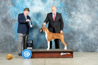 Boxer #16 Fri BOWWB Judge Charles Clovis