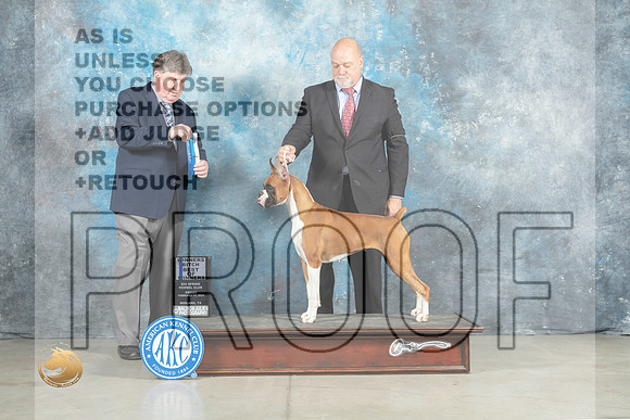 Boxer #16 Fri BOWWB Judge Charles Clovis_MJ_0718_Midland2023_HR3