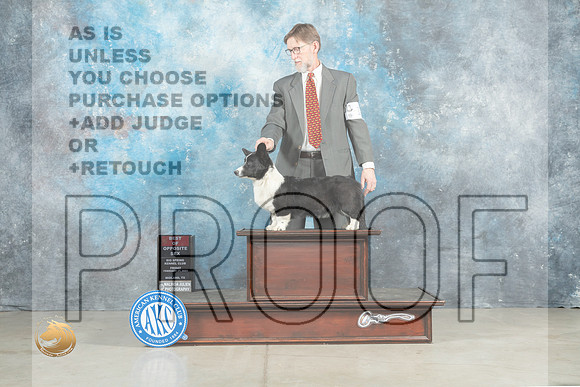 Cardigan Welsh Corgi #18 Fri BOS Judge Elizardo Valadez_MJ_0797_Midland2023_HR3