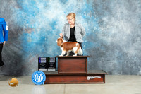 Cavalier King Charles Spaniel #10 Fri WBBBE Judge Elizardo Valadez