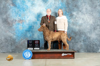 Chesapeake Bay Retriever #5 Fri BOBOHBOBGCh Judge Elizabeth Muthard