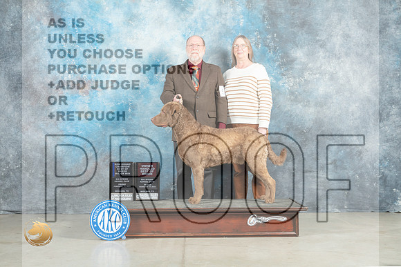 Chesapeake Bay Retriever #5 Fri BOBOHBOBGCh Judge Elizabeth Muthard_MJ_0786_Midland2023_HR3