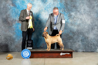 Chinese Shar Pei #6 Fri G3 Judge Jon Cole
