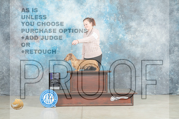 Dachshund Wirehaired #15 Fri WDCh Judge Jon Cole_MJ_0727_Midland2023_HR3