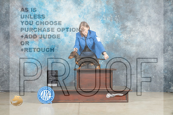 Dachshund Wirehaired #9 Fri OHG3 Judge Elizardo Valadez_MJ_0988_Midland2023_HR3