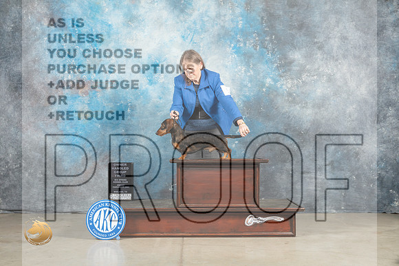 Dachshund Wirehaired #9 Fri OHG3 Judge Elizardo Valadez_MJ_0991_Midland2023_HR3